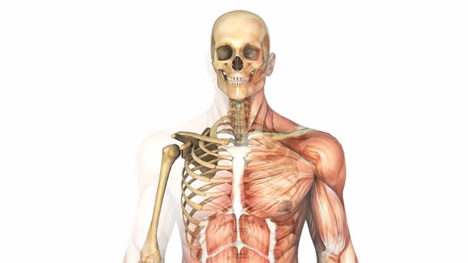 control of the skeletal muscles